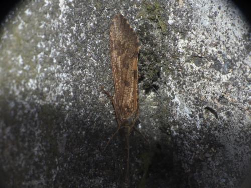 Réf. 229 136 : Hydropsyche sp.